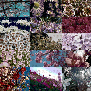 【画像素材】アンリアルシステムズの花たち 缩略图 3
