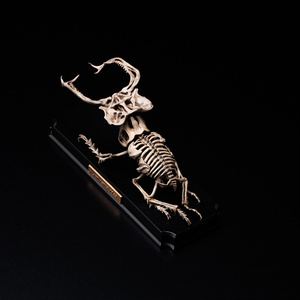 BC-1] オリジナルガレージキット - molding mule - BOOTH