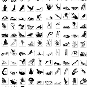生物と動き：All-in-oneブラシセット ABR/SUT/PNG – 100点