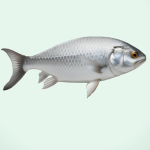 魚 Fish