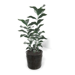 【３Dモデル】Coffee Tree Assets 缩略图 3