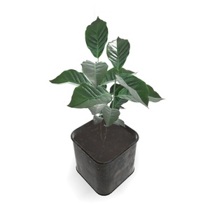 【３Dモデル】Coffee Tree Assets 缩略图 2