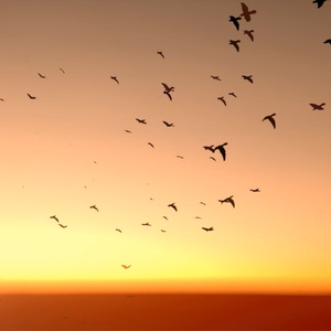 [遠景用]鳥パーティクル / Bird particle