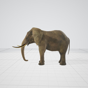 ゾウ　3d