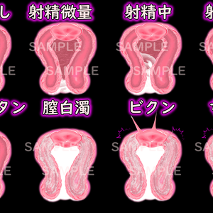 膣内断面図（射精）