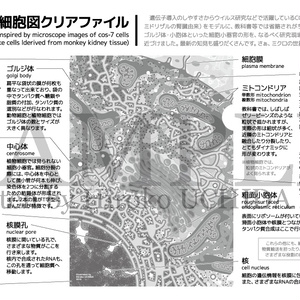 細胞図クリアファイル A4（モノトーン）