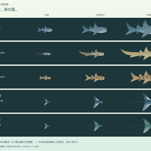 【ぷかリウム DLC】サメとエイパック