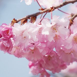 【BGM】sakura