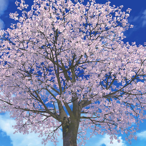 【ワールド パーツ販売】桜Garden