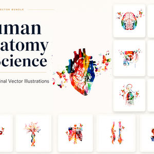 カラフル人体解剖イラスト素材 12点 | Colorful Human Anatomy Vector Illustration Set
