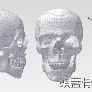 3Dデータ：頭蓋骨／Skull