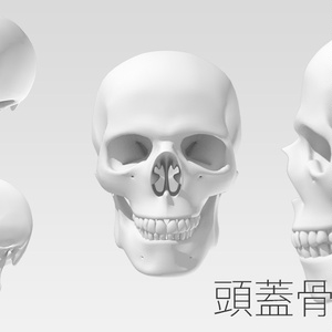 3Dデータ：頭蓋骨／Skull