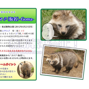 どたばた仔だぬき成長記 - シュバルツ写真館