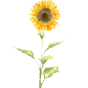 【素材＊material】向日葵＊sunflower　PNG透過済み