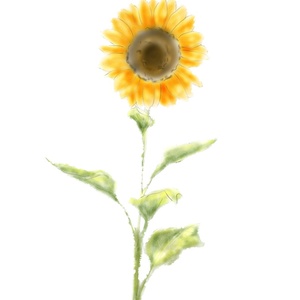 【素材＊material】向日葵＊sunflower　PNG透過済み
