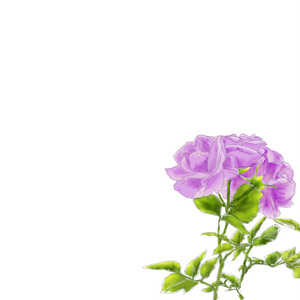 【三つの花束 free material】パープルローズ・ユリ・ペチュニア　PNGイラスト素材 * flower material Rose, Lily, Petunia