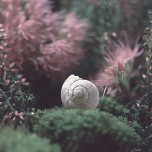 Waiting Snail