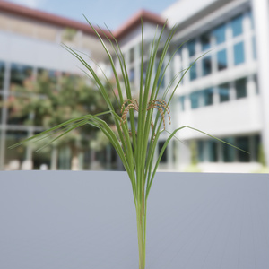 稲のような植物の３Dモデル 缩略图 5