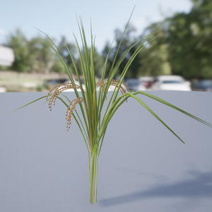 稲のような植物の３Dモデル 缩略图 6