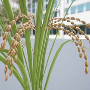 稲のような植物の３Dモデル 缩略图 7