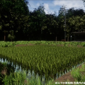 稲のような植物の３Dモデル 缩略图 4