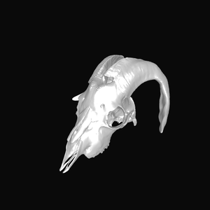 Ram Skull 雄羊の頭蓋