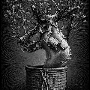 OLD LOCAL DISORDER / JOMON × COMMIPHORA No.009