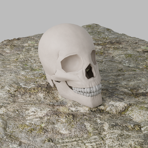骸骨3Dモデル｜Unity対応＆軽量