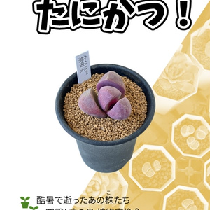 たにかつ！【２株目】
