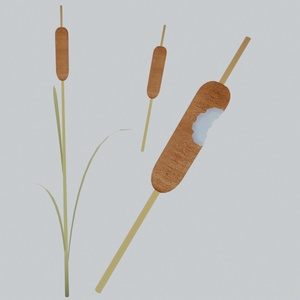 Cattail