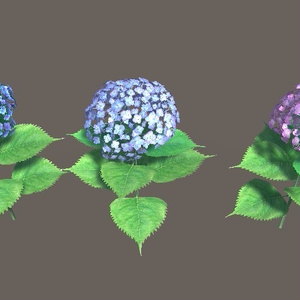 「アジサイ」【3Dモデル】