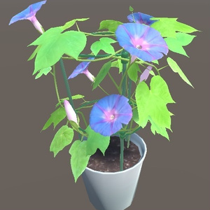「朝顔」【3Dモデル】