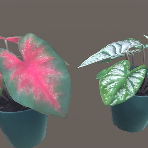 「カラジウム」【3Dモデル】