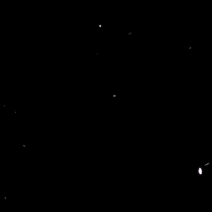 ひらひら舞い落ちる桜の花びら映像