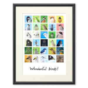 Wonderful birds!