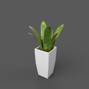 鉢植え