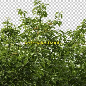 木の素材_No,06