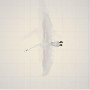 3d   鳥