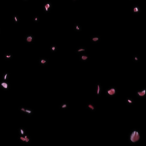 降り注ぐ薔薇の花びら_a