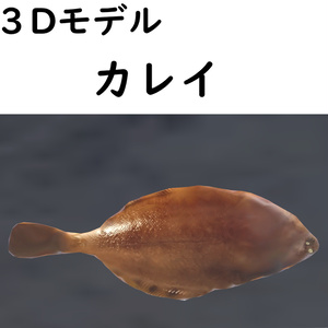 カレイ【VRChat想定】