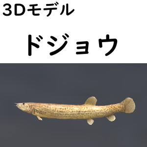 ドジョウ【VRChat想定】