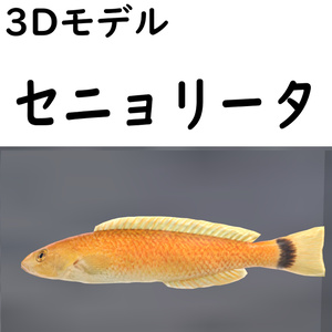 セニョリータ【VRChat想定】