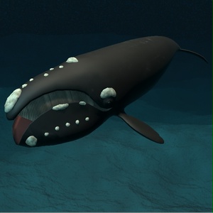 【３Ｄモデル】セミクジラ