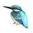 alcedo