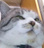 cat22