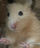 ひよこまこと天然石