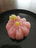 camellia