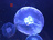 Cardioid（カージオイド ）