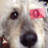 ROGUE DOG POLY