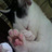 きのうねこだったもの